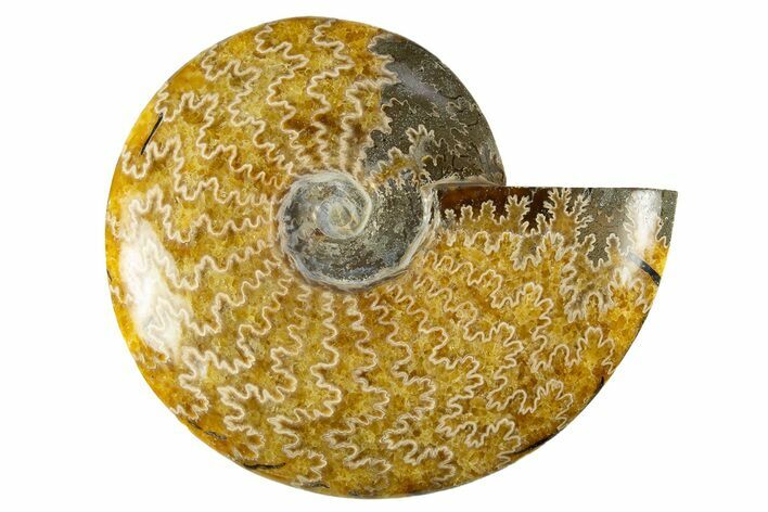 Polished Cretaceous Ammonite (Cleoniceras) Fossil - Madagascar #303878